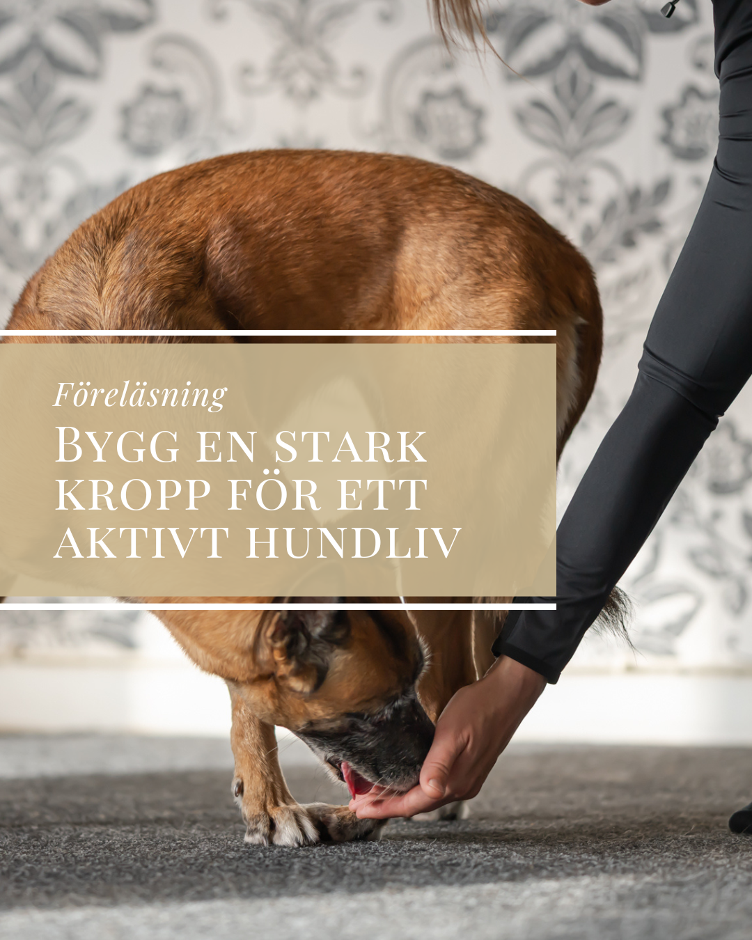 Föreläsning-Bygg en stark kropp för ett aktivt hundliv