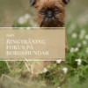 Ringträning med fokus på bordshundar