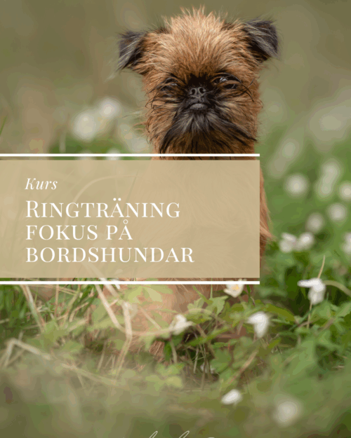 Ringträning med fokus på bordshundar
