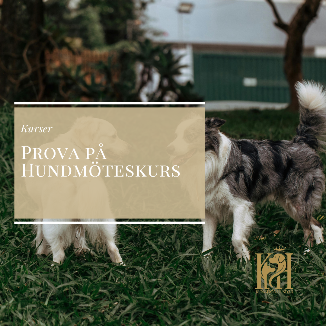 Prova på Hundmöteskurs