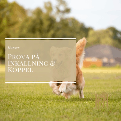 Prova på Inkallning & Koppel