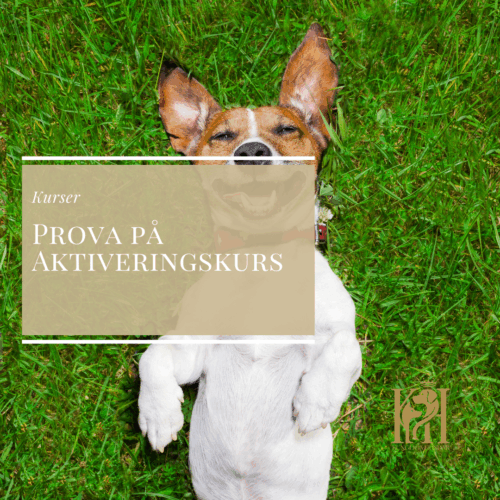 Prova på Aktiveringskurs
