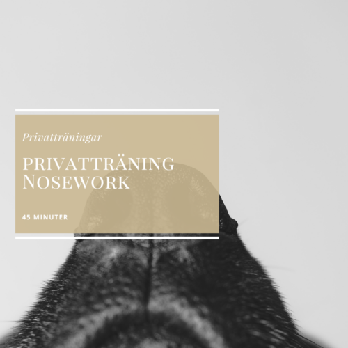 Privatträning Nosework 45 minuter
