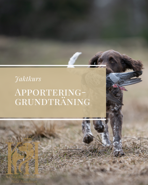 Apportering-grundträning 4/6