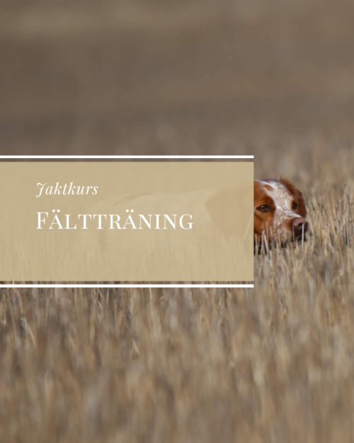 Fältträning 17/9