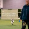 Tävlingslydnad - bortom momenten