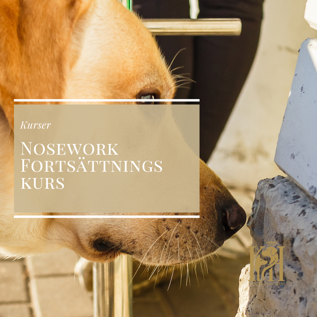 Nosework Fortsättningskurs