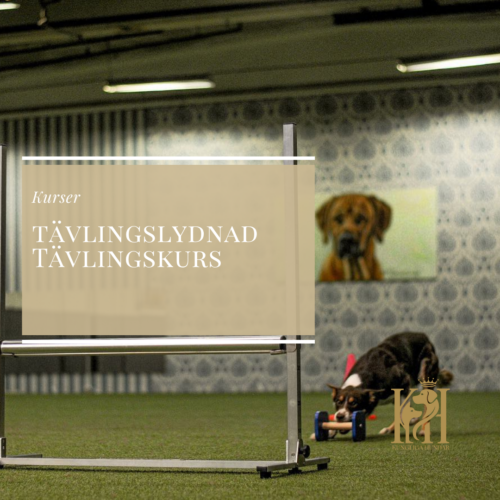 Tävlingslydnad Tävlingskurs