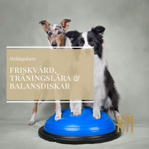 Heldag i friskvård, träningslära & balansdiskar