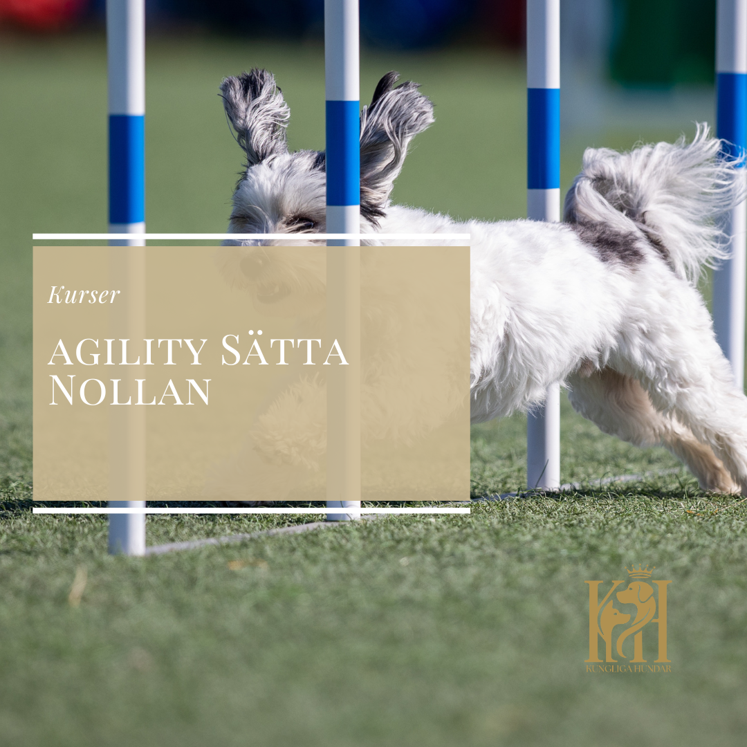 Agility Sätta Nollan