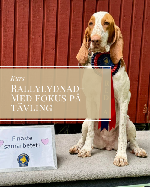 Heldagsrally med inriktning att prestera på tävling
