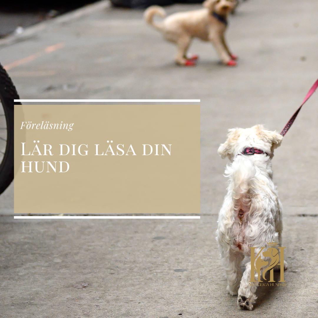 Föreläsning - Lär dig läsa din hund