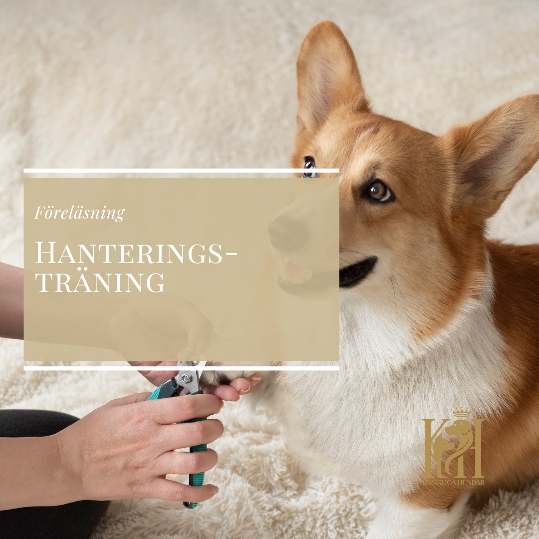 Föreläsning - Hanteringsträning
