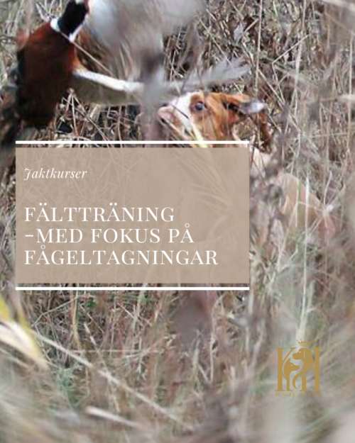 Fältträning med fokus på fågelsituation 20/9