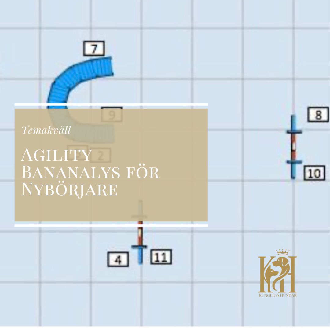 Agility temakväll Bananalys för nybörjare