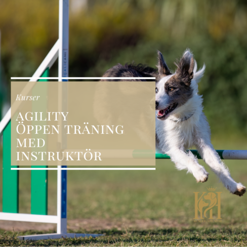 Agility öppenträning med instruktör