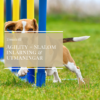 Agility temakväll Slalom inlärning & utmaningar