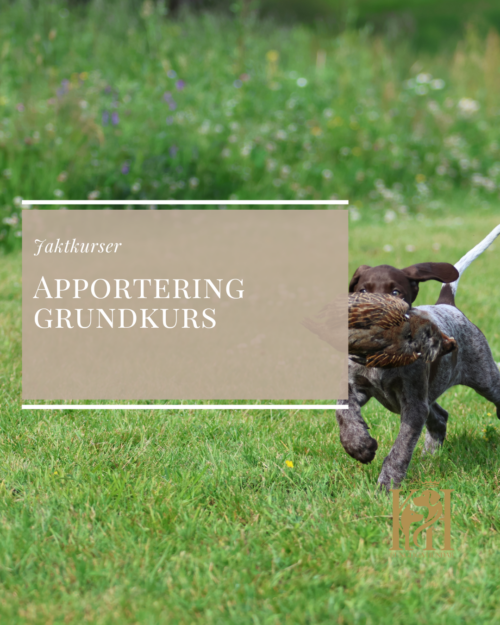 Apportering grundkurs-med återkoppling med start 31/8