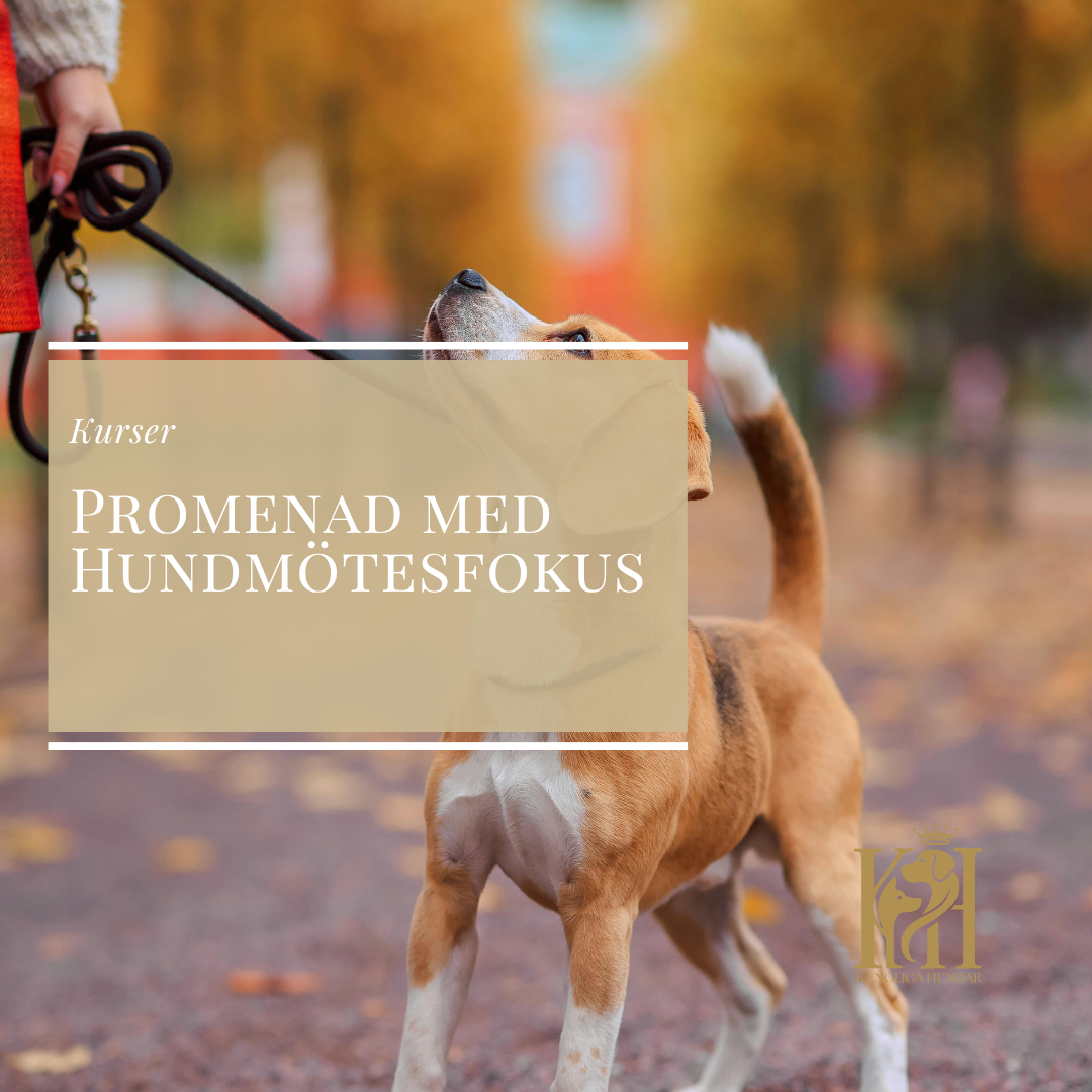 Promenad med hundmötesfokus