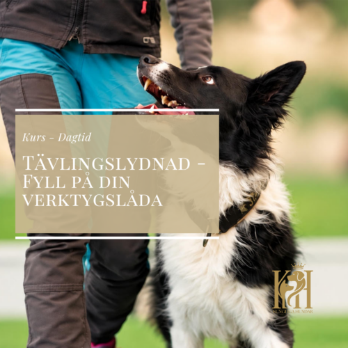 Tävlingslydnad - fyll på din verktygslåda - Dagtidskurs